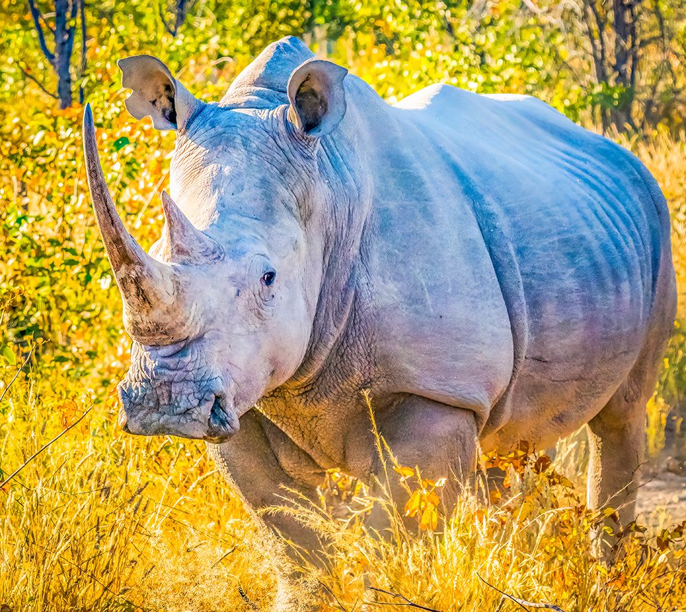 Etosha NP, Namibia, Africa.  Black Rhinoceros, an aggressive animal which thrives in Etosha NP